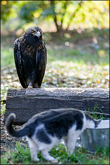 4 октябрь 2016 г., Барнаул © Амител Вячеслав Мельников   Птичий дом для высокого полета: как живут соколы в барнаульском питомнике