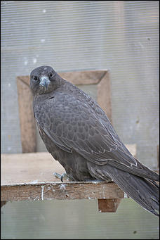 4 октябрь 2016 г., Барнаул © Амител Вячеслав Мельников   Птичий дом для высокого полета: как живут соколы в барнаульском питомнике