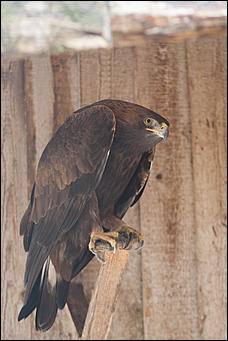 4 октябрь 2016 г., Барнаул © Амител Вячеслав Мельников   Птичий дом для высокого полета: как живут соколы в барнаульском питомнике