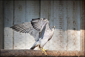 4 октябрь 2016 г., Барнаул © Амител Вячеслав Мельников   Птичий дом для высокого полета: как живут соколы в барнаульском питомнике