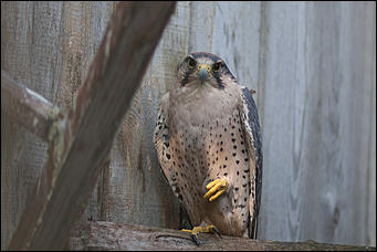 4 октябрь 2016 г., Барнаул © Амител Вячеслав Мельников   Птичий дом для высокого полета: как живут соколы в барнаульском питомнике