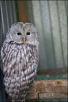 4 октябрь 2016 г., Барнаул © Амител Вячеслав Мельников   Птичий дом для высокого полета: как живут соколы в барнаульском питомнике