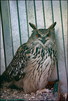 4 октябрь 2016 г., Барнаул © Амител Вячеслав Мельников   Птичий дом для высокого полета: как живут соколы в барнаульском питомнике