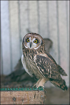 4 октябрь 2016 г., Барнаул © Амител Вячеслав Мельников   Птичий дом для высокого полета: как живут соколы в барнаульском питомнике