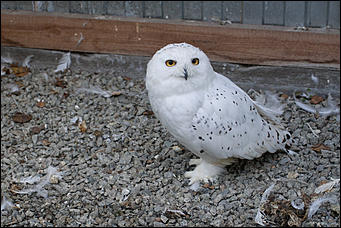 4 октябрь 2016 г., Барнаул © Амител Вячеслав Мельников   Птичий дом для высокого полета: как живут соколы в барнаульском питомнике