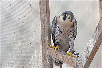 4 октябрь 2016 г., Барнаул © Амител Вячеслав Мельников   Птичий дом для высокого полета: как живут соколы в барнаульском питомнике