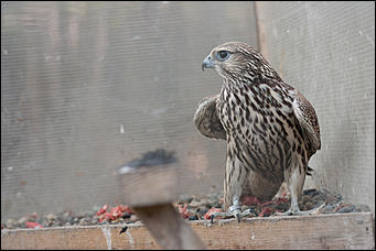 4 октябрь 2016 г., Барнаул © Амител Вячеслав Мельников   Птичий дом для высокого полета: как живут соколы в барнаульском питомнике