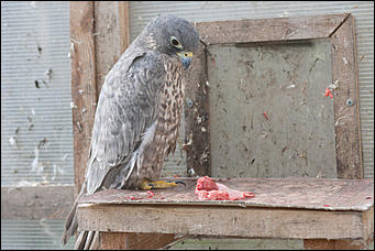 4 октябрь 2016 г., Барнаул © Амител Вячеслав Мельников   Птичий дом для высокого полета: как живут соколы в барнаульском питомнике