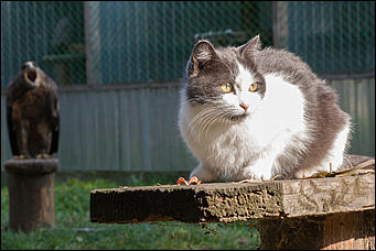 4 октябрь 2016 г., Барнаул © Амител Вячеслав Мельников   Птичий дом для высокого полета: как живут соколы в барнаульском питомнике