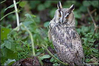 4 октябрь 2016 г., Барнаул © Амител Вячеслав Мельников   Птичий дом для высокого полета: как живут соколы в барнаульском питомнике