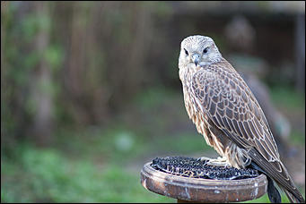 4 октябрь 2016 г., Барнаул © Амител Вячеслав Мельников   Птичий дом для высокого полета: как живут соколы в барнаульском питомнике