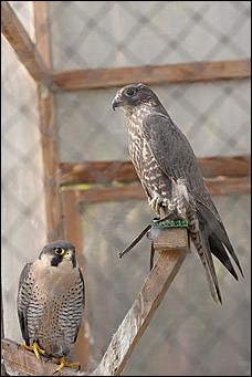 4 октябрь 2016 г., Барнаул © Амител Вячеслав Мельников   Птичий дом для высокого полета: как живут соколы в барнаульском питомнике