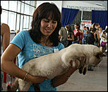 30 августа 2008 г., Барнаул   Выставка кошек в День рождения Барнаула