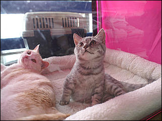 30 августа 2008 г., Барнаул   Выставка кошек в День рождения Барнаула