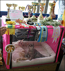 30 августа 2008 г., Барнаул   Выставка кошек в День рождения Барнаула