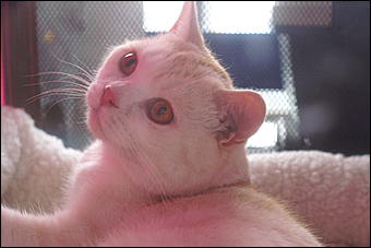 30 августа 2008 г., Барнаул   Выставка кошек в День рождения Барнаула