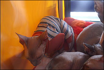 30 августа 2008 г., Барнаул   Выставка кошек в День рождения Барнаула