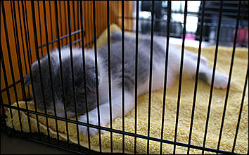 30 августа 2008 г., Барнаул   Выставка кошек в День рождения Барнаула