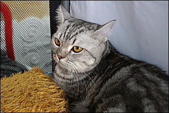 30 августа 2008 г., Барнаул   Выставка кошек в День рождения Барнаула
