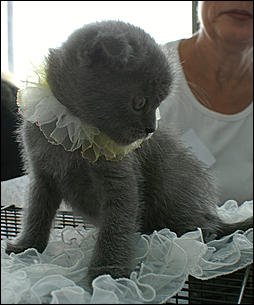 30 августа 2008 г., Барнаул   Выставка кошек в День рождения Барнаула