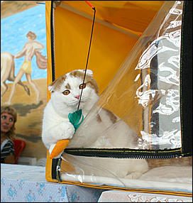 30 августа 2008 г., Барнаул   Выставка кошек в День рождения Барнаула