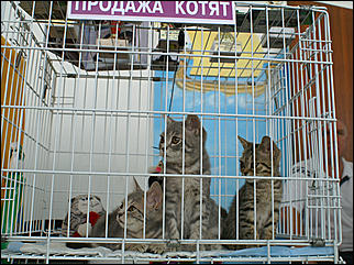30 августа 2008 г., Барнаул   Выставка кошек в День рождения Барнаула