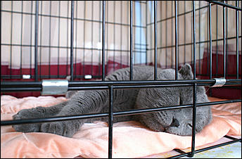 30 августа 2008 г., Барнаул   Выставка кошек в День рождения Барнаула