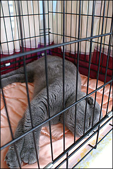 30 августа 2008 г., Барнаул   Выставка кошек в День рождения Барнаула