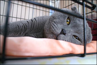 30 августа 2008 г., Барнаул   Выставка кошек в День рождения Барнаула