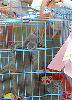 30 августа 2008 г., Барнаул   Выставка кошек в День рождения Барнаула