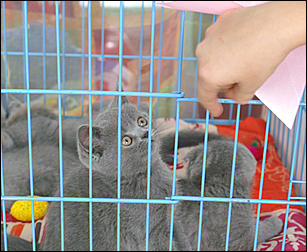 30 августа 2008 г., Барнаул   Выставка кошек в День рождения Барнаула