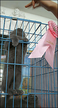 30 августа 2008 г., Барнаул   Выставка кошек в День рождения Барнаула