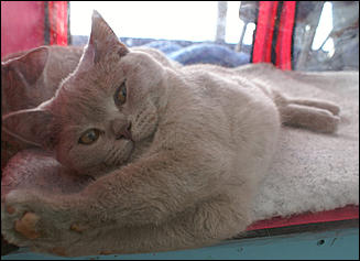 30 августа 2008 г., Барнаул   Выставка кошек в День рождения Барнаула