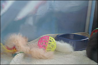 30 августа 2008 г., Барнаул   Выставка кошек в День рождения Барнаула