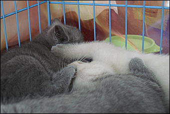 30 августа 2008 г., Барнаул   Выставка кошек в День рождения Барнаула