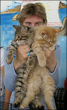 30 августа 2008 г., Барнаул   Выставка кошек в День рождения Барнаула