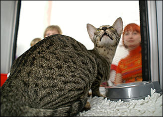 30 августа 2008 г., Барнаул   Выставка кошек в День рождения Барнаула