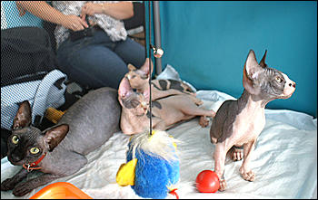 30 августа 2008 г., Барнаул   Выставка кошек в День рождения Барнаула