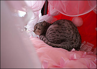 30 августа 2008 г., Барнаул   Выставка кошек в День рождения Барнаула