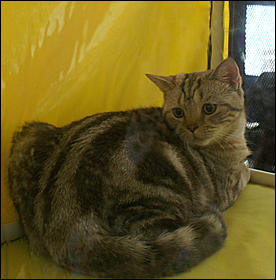 30 августа 2008 г., Барнаул   Выставка кошек в День рождения Барнаула