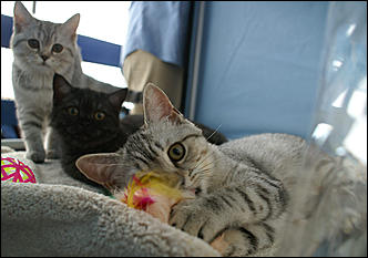 30 августа 2008 г., Барнаул   Выставка кошек в День рождения Барнаула