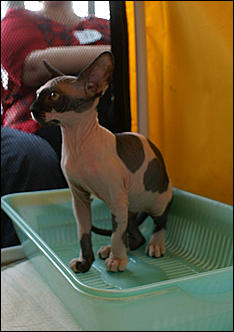 30 августа 2008 г., Барнаул   Выставка кошек в День рождения Барнаула