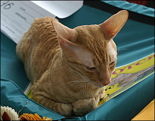 30 августа 2008 г., Барнаул   Выставка кошек в День рождения Барнаула