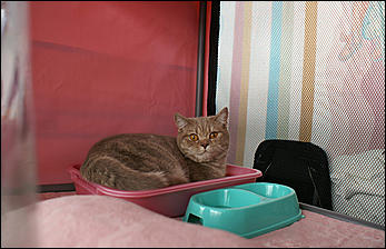 30 августа 2008 г., Барнаул   Выставка кошек в День рождения Барнаула