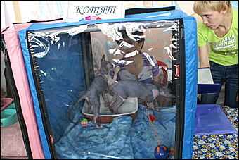 30 августа 2008 г., Барнаул   Выставка кошек в День рождения Барнаула