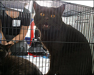 30 августа 2008 г., Барнаул   Выставка кошек в День рождения Барнаула