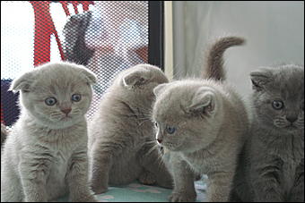 30 августа 2008 г., Барнаул   Выставка кошек в День рождения Барнаула