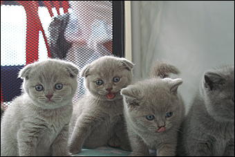 30 августа 2008 г., Барнаул   Выставка кошек в День рождения Барнаула