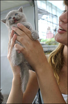 30 августа 2008 г., Барнаул   Выставка кошек в День рождения Барнаула