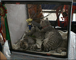 30 августа 2008 г., Барнаул   Выставка кошек в День рождения Барнаула